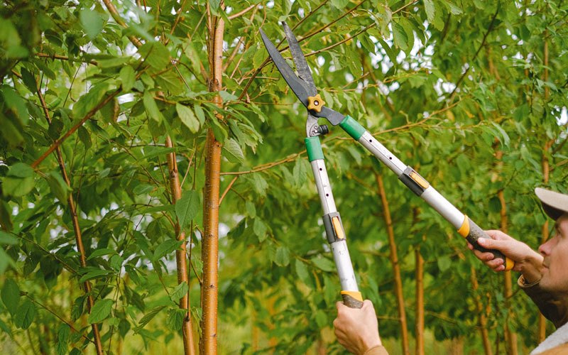 Tree trimming in Kalama, WA